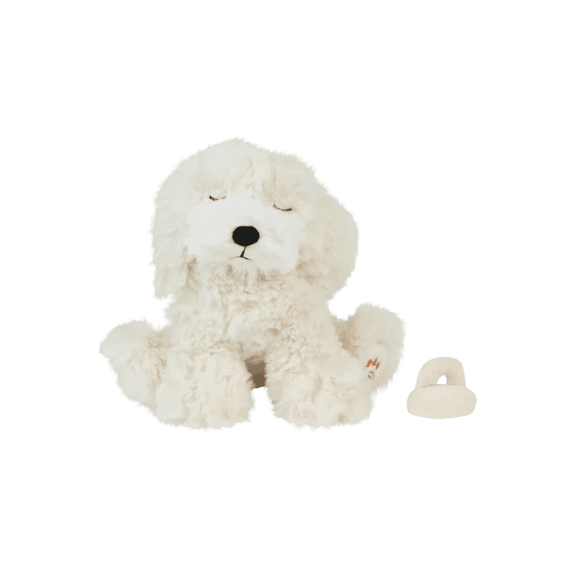 baby puppy in cream color with pacifier