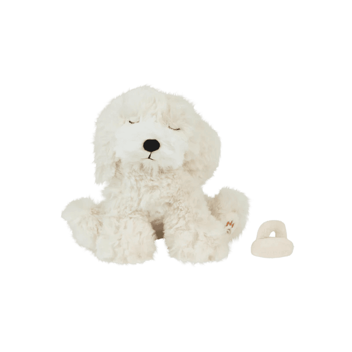 baby puppy in cream color with pacifier