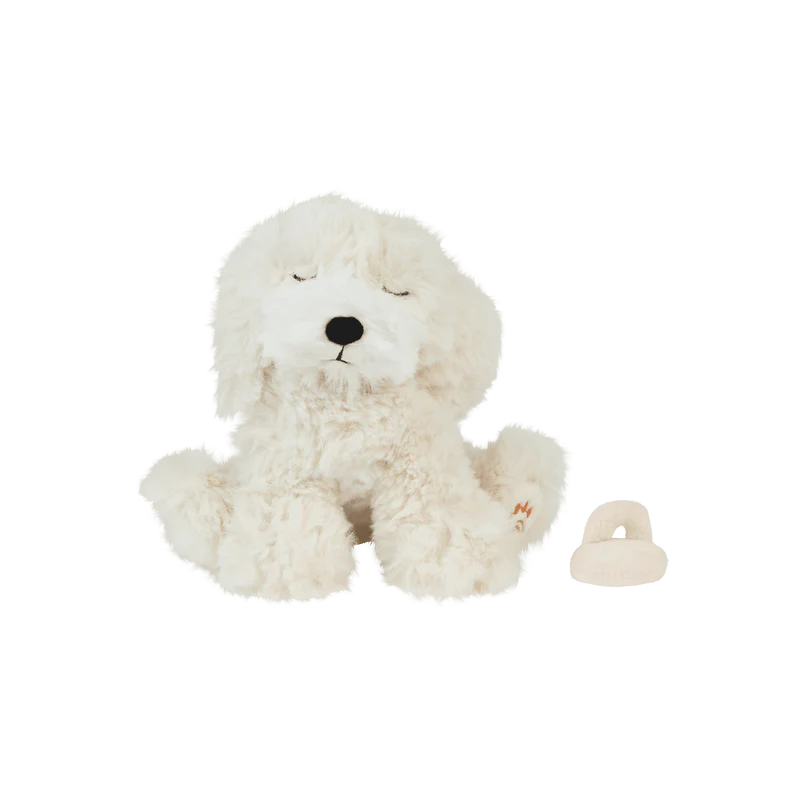 baby puppy in cream color with pacifier